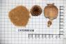 Click for 1 image(s) for this accession. Image